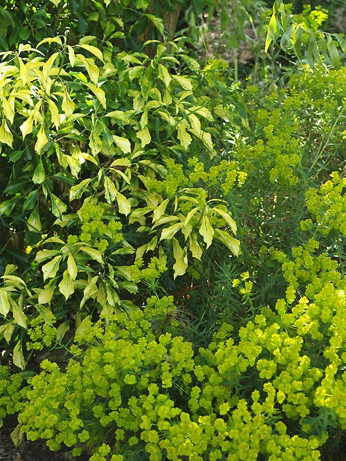 EUPHORBIA 'ABBEY DORE'