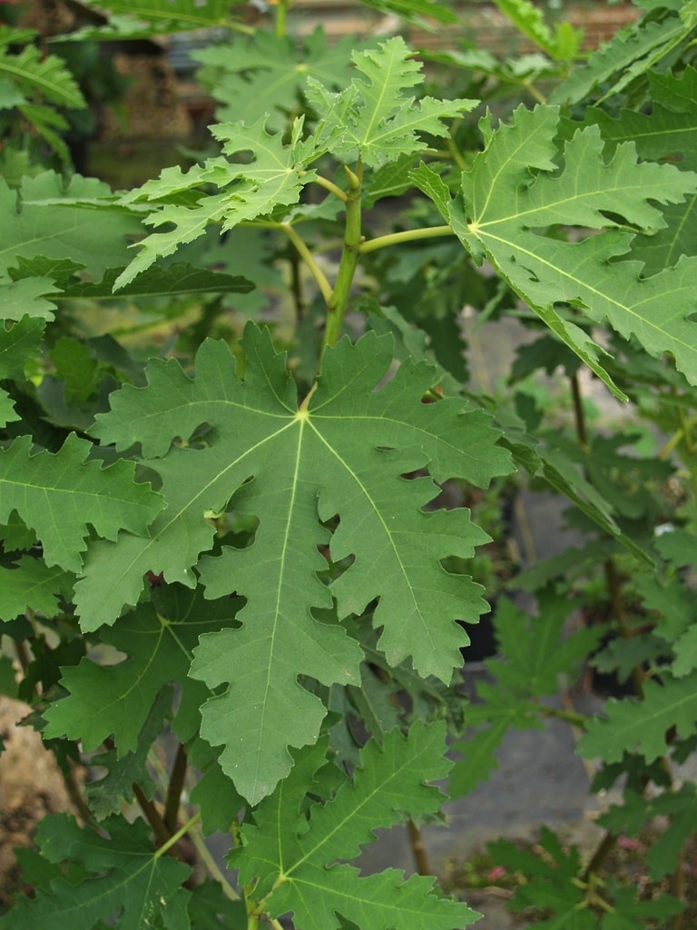 FICUS CARICA 'ICE CRYSTAL'