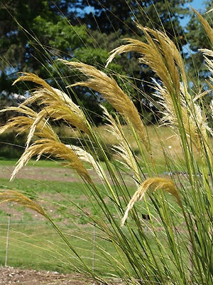CORTADERIA RICHARDII BROWN'S STRAIN