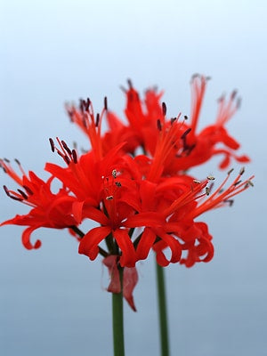 NERINE SARNIENSIS var.CURVIFOLIA f.FOTHERGILLII