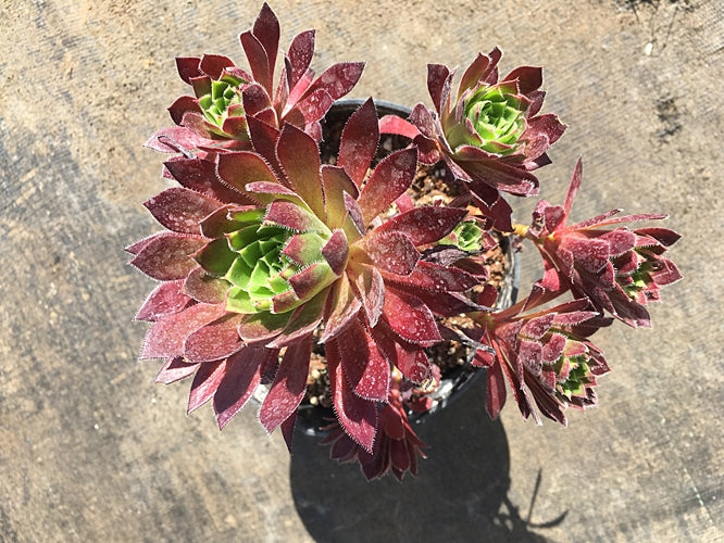 AEONIUM 'TORCHBEARER'
