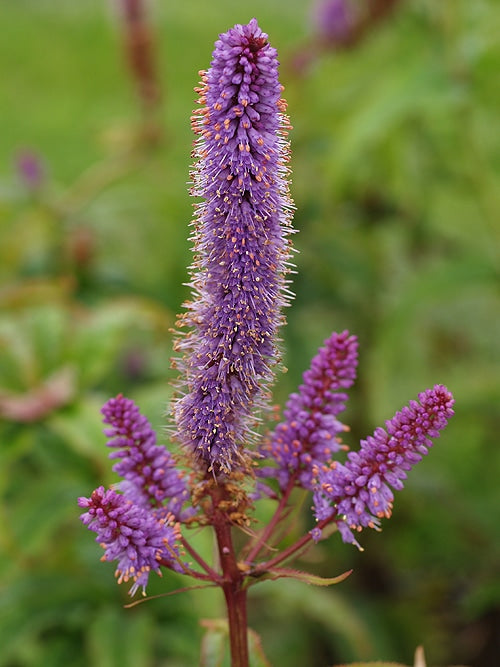 Veronicastrum sibiricum ‘Red Arrows’ | Tall Violet Spires