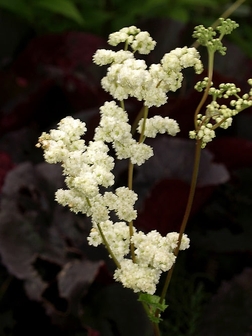 FILIPENDULA ULMARIA 'FLORE PLENO'