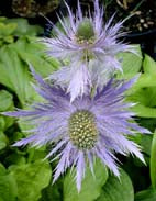 ERYNGIUM ALPINUM