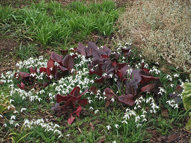 BERGENIA PURPURASCENS 'IRISH CRIMSON'
