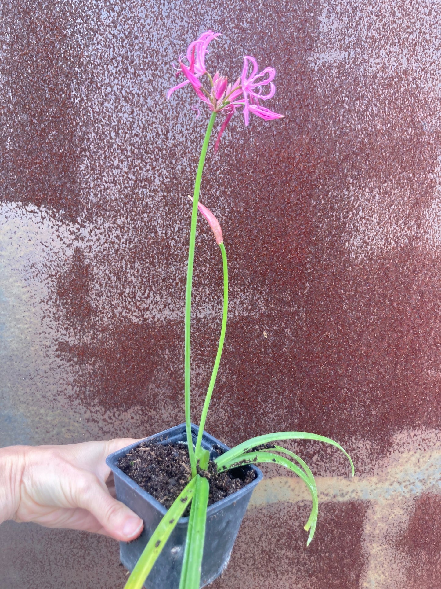 NERINE UNDULATA ALTA GROUP ‘SEATON’