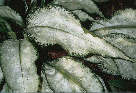 PULMONARIA 'EXCALIBUR'