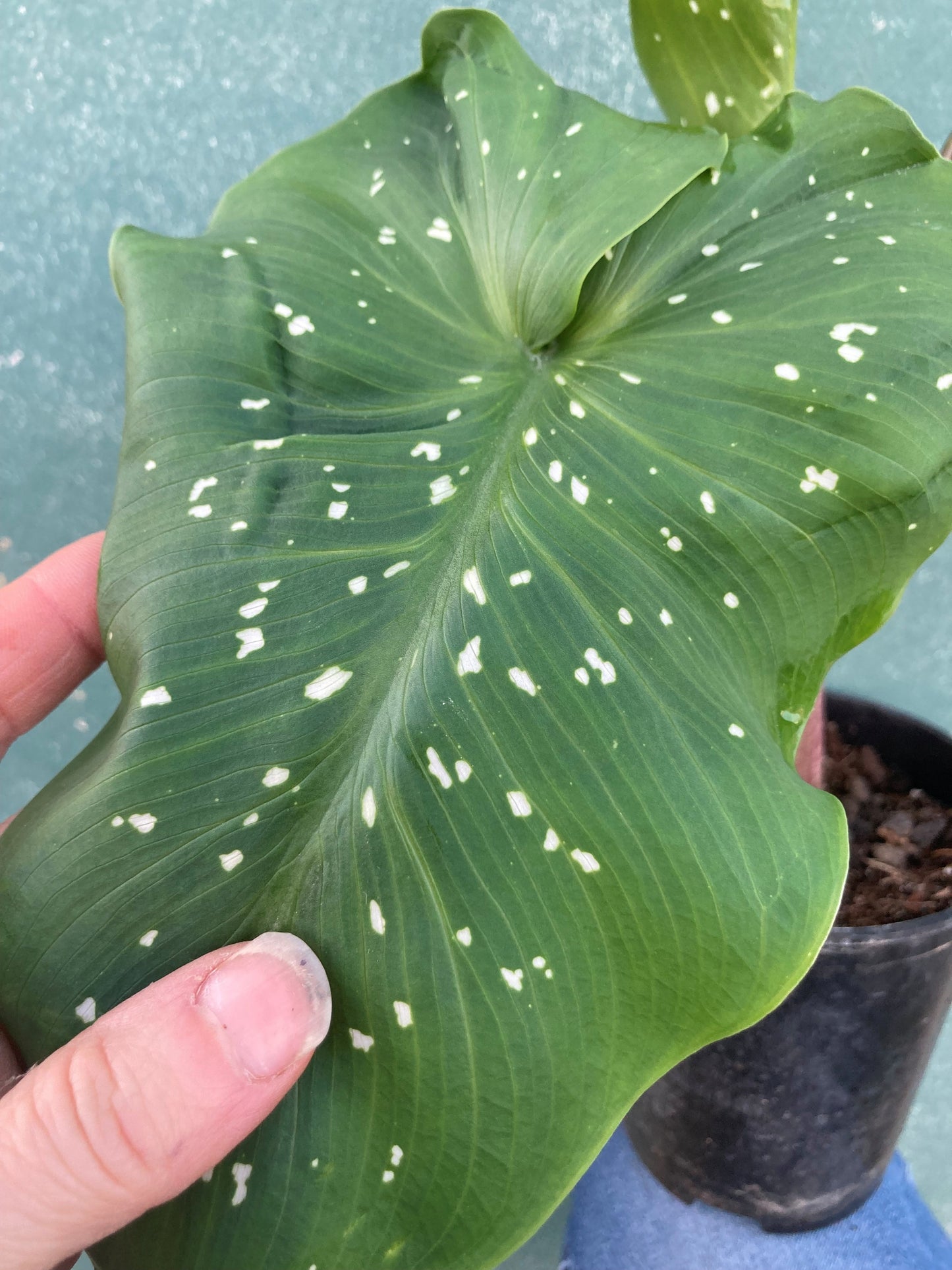 ZANTEDESCHIA AETHIOPICA 'WHITE GIANT'