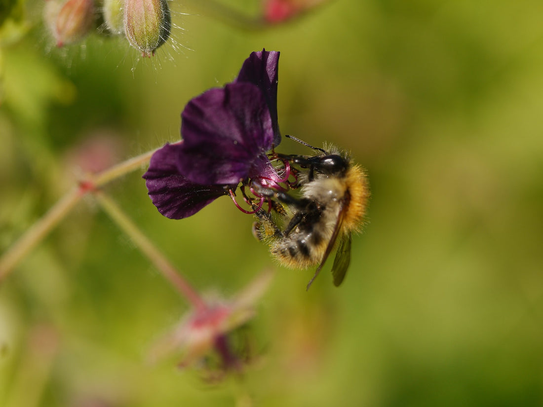 Plants for Bees