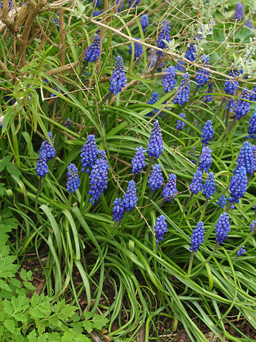 Digging up Celandines, Grape Hyacinths and Bluebells