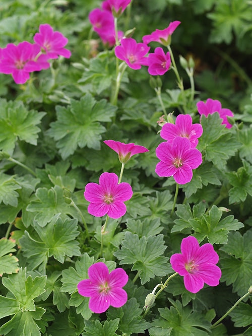 Pink Flowers