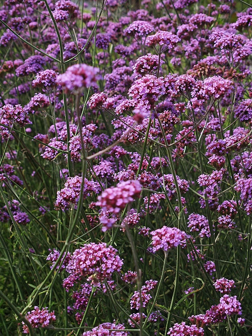 Purple Flowers