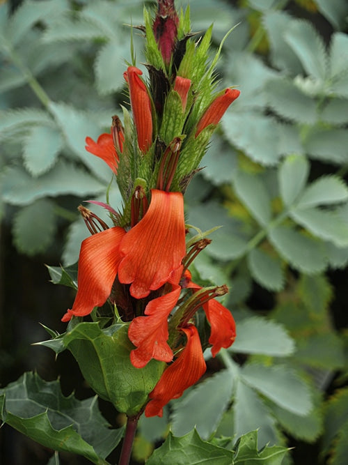 Browse all plants for sale