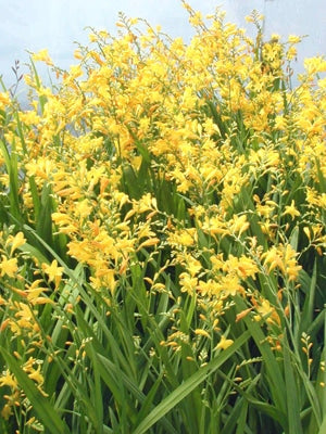 Yellow Flowers