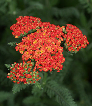 Achillea (Yarrow)