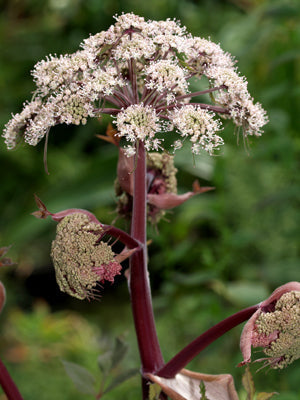 Angelica