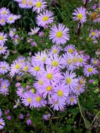 Symphyotrichum (American Asters)
