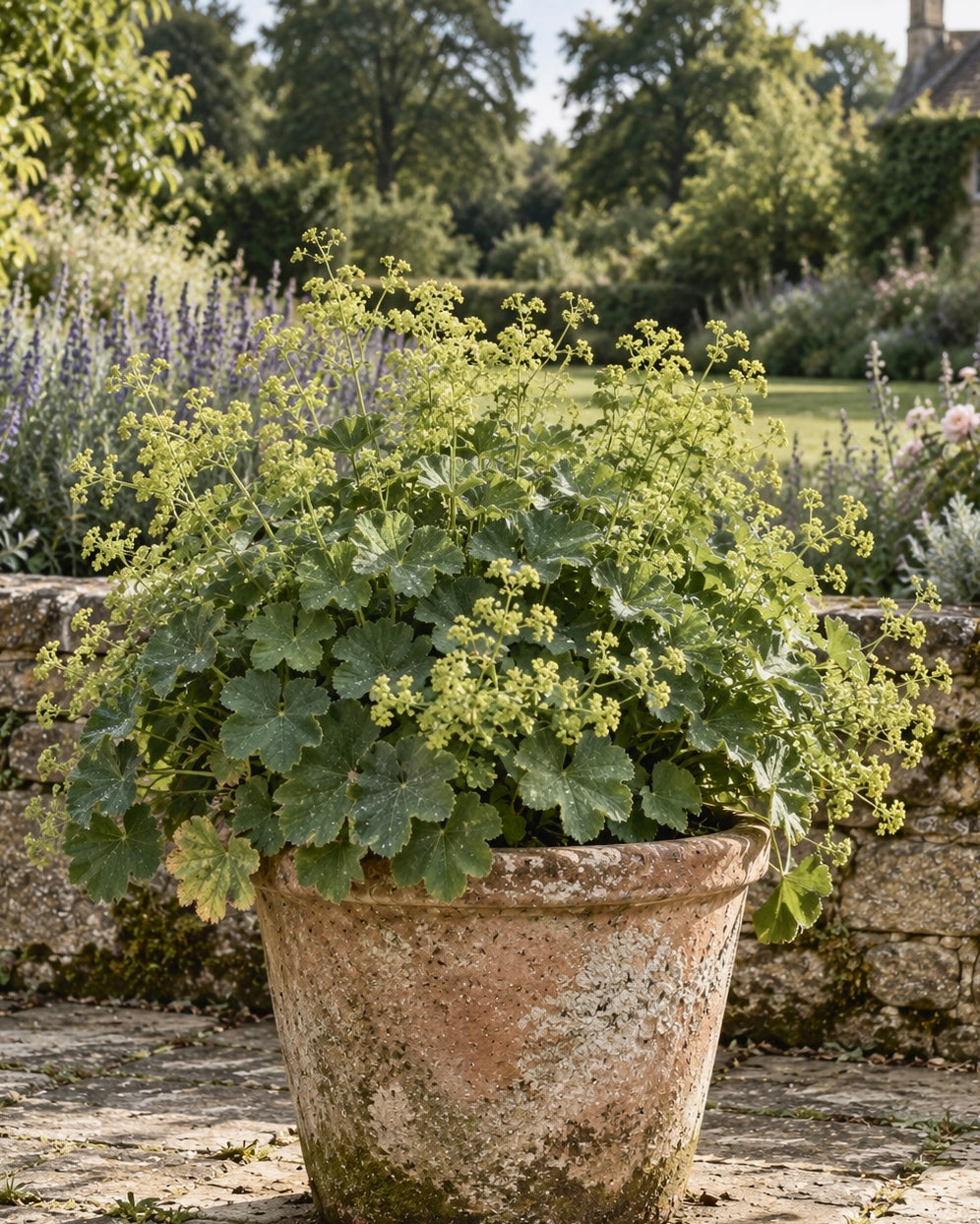 Alchemilla (Lady’s Mantle)