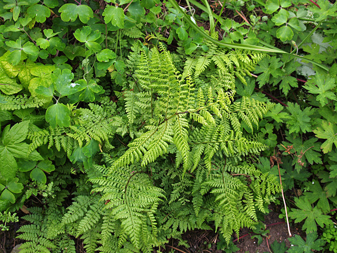 Dryopteris (Wood Ferns)