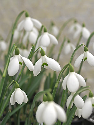 Galanthus
