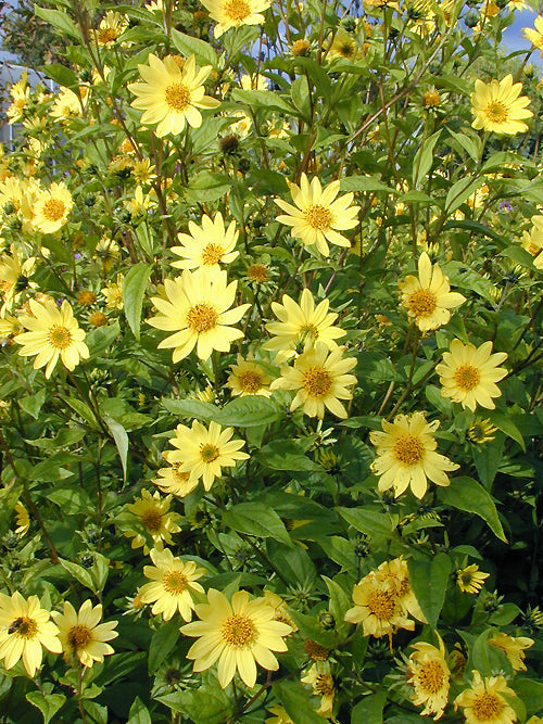 Helianthus (Sunflowers)