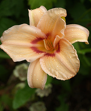 Buy UK Hemerocallis Plants