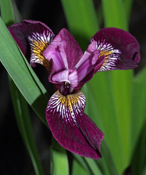 Buy iris plants