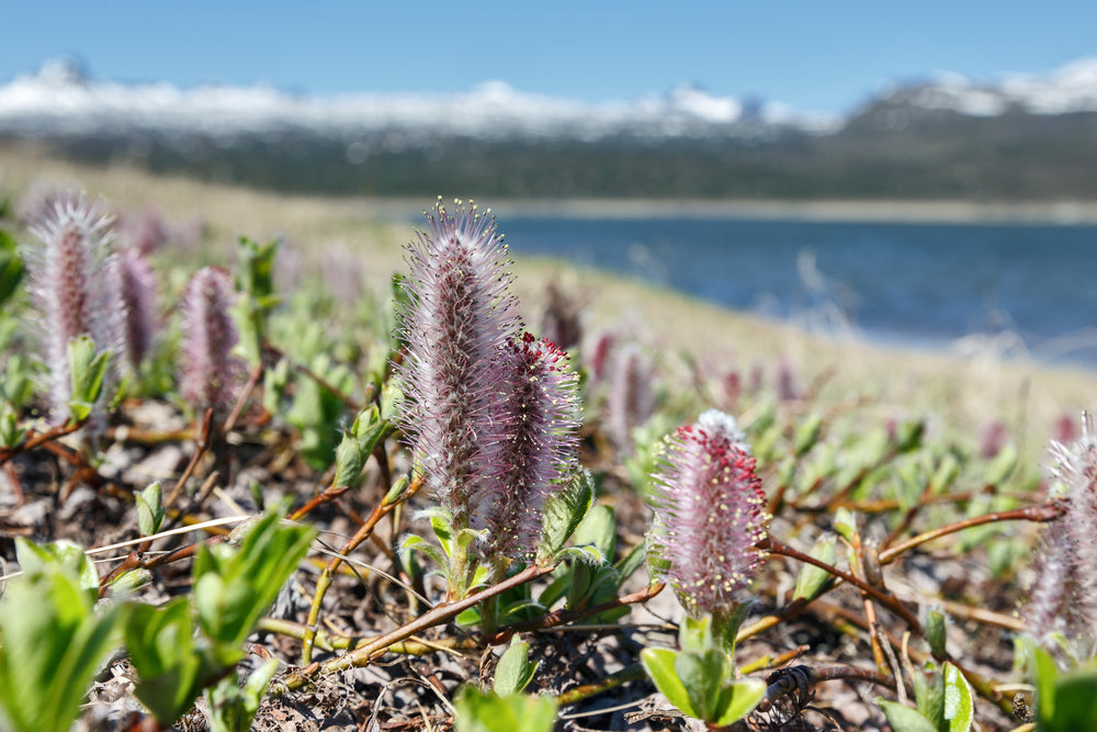 H7: Very Hardy Plants