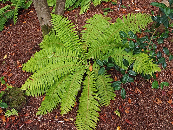 DRYOPTERIS CRASSIRHIZOMA