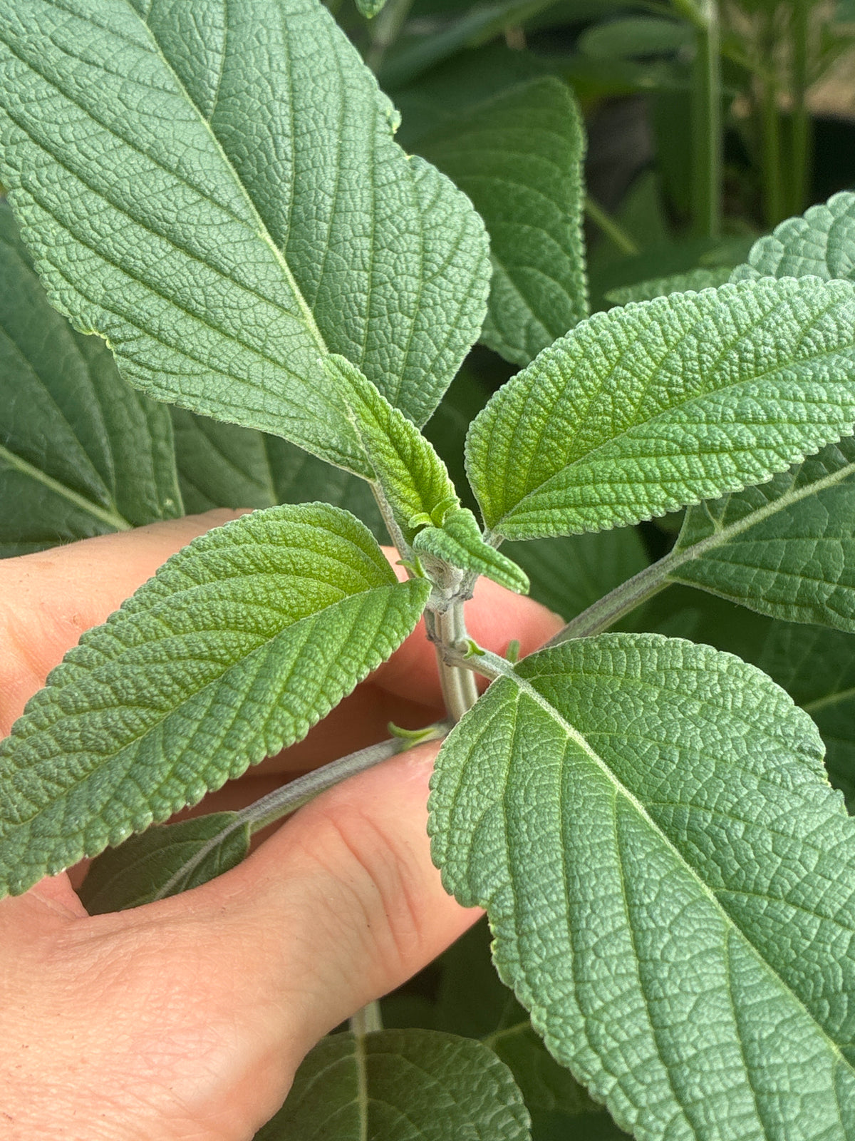 SALVIA 'ANTHONY PARKER'