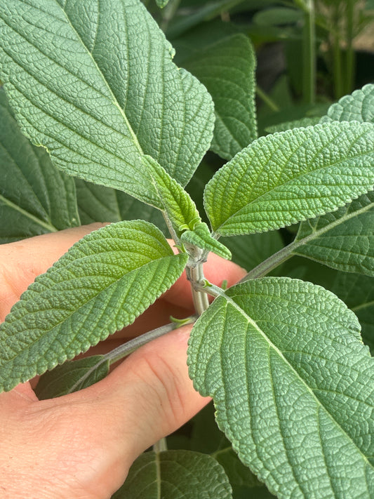 SALVIA 'ANTHONY PARKER'