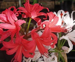 NERINE 'DAME ALICE GODMAN'