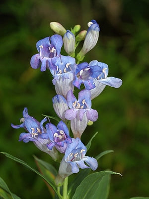 PENSTEMON CYANANTHUS var.UTAHENSIS