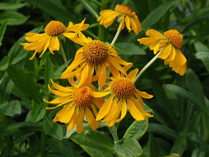 HELENIUM HOOPESII