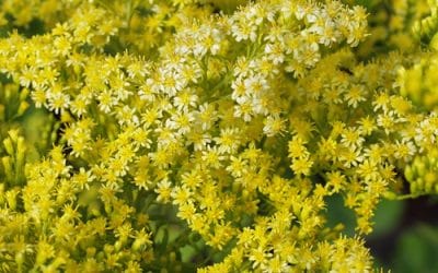 SOLIDAGO RUGOSA 'LOYDSER CROWN'