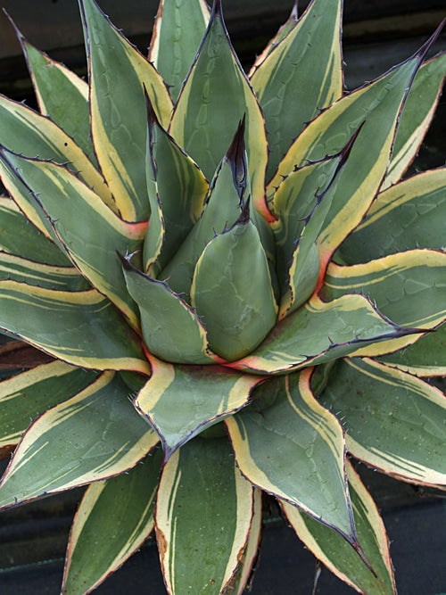 AGAVE PARRYI 'CREAM SPIKE'