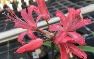 NERINE 'ROCHELLE'