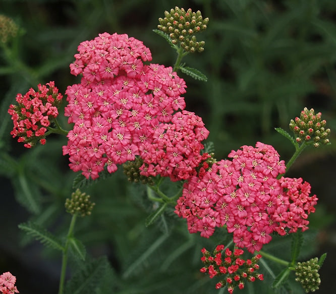 ACHILLEA 'ROSE MADDER'