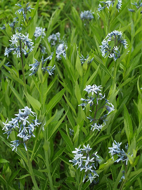 AMSONIA TABERNAEMONTANA