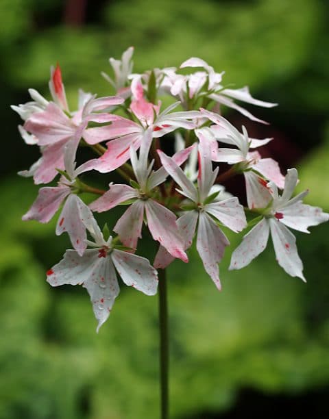 PELARGONIUM 'VECTIS GLITTER'