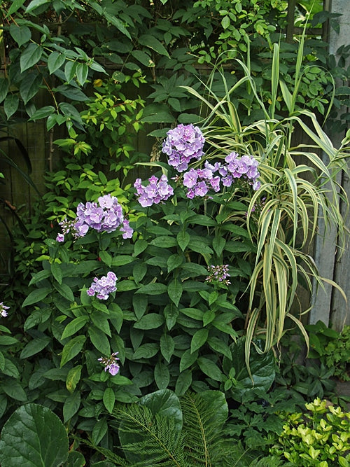 PHLOX PANICULATA 'FRANZ SCHUBERT'