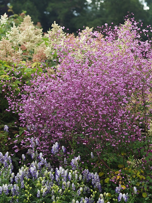 THALICTRUM 'SPLENDIDE'