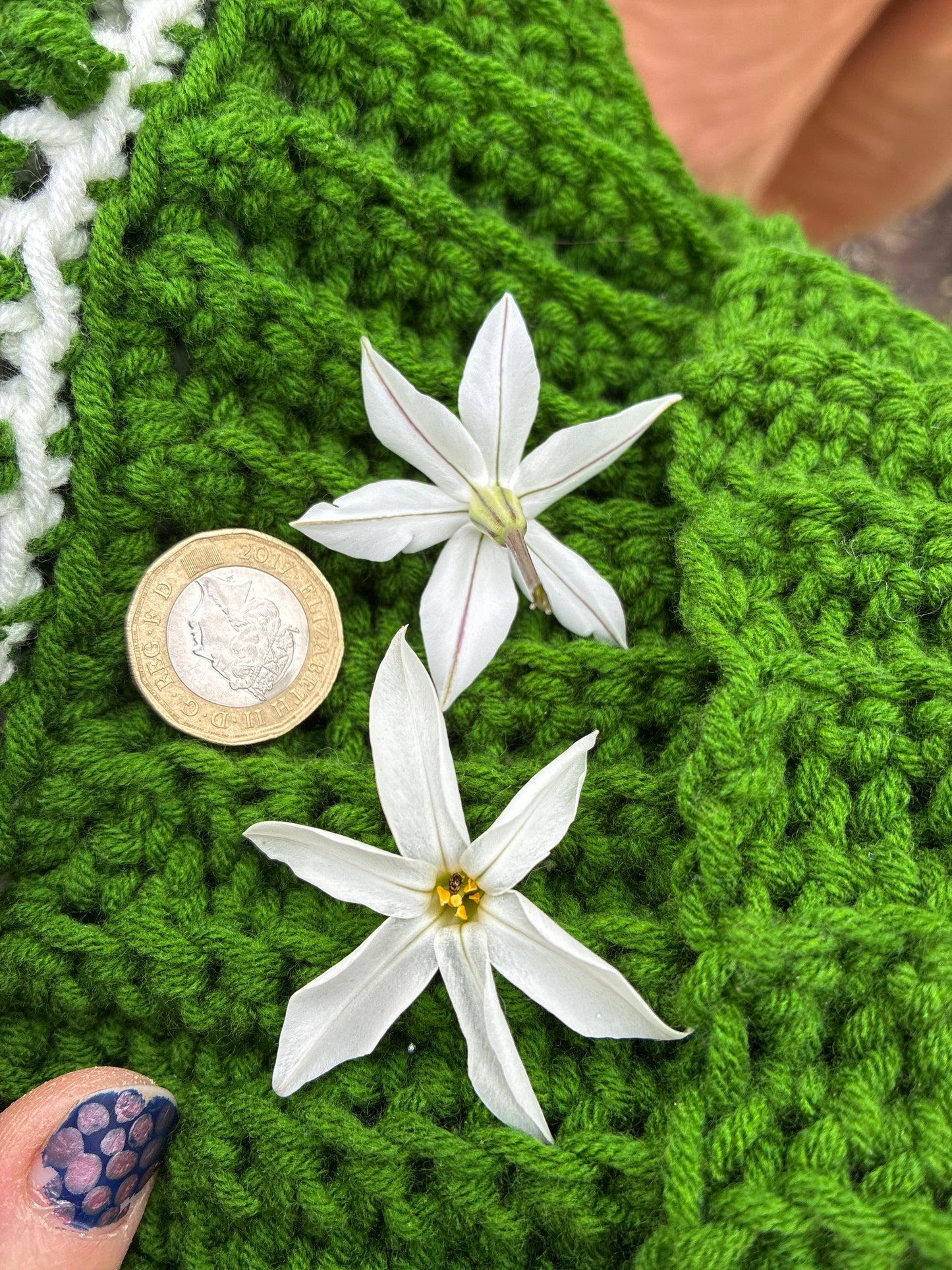 IPHEION 'ALBERTO CASTILLO'