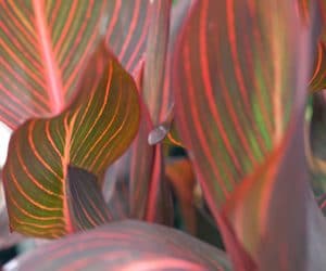 CANNA DURBAN (known as 'TROPICANNA')