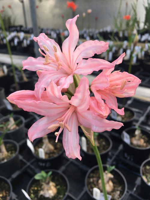 NERINE 'PARAGON'