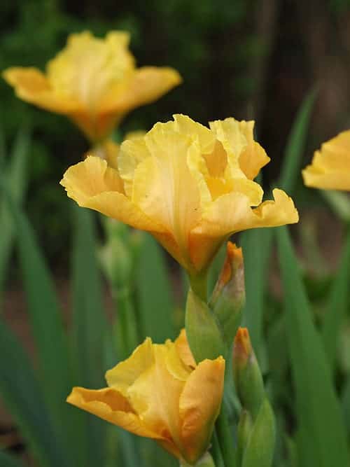 IRIS 'APRICORANGE'