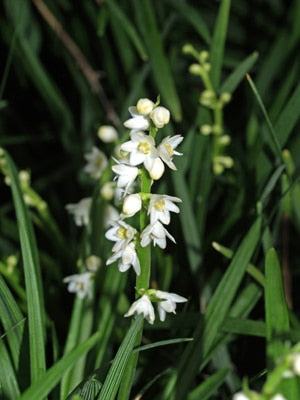 OPHIOPOGON PLANISCAPUS f.LEUCANTHUS