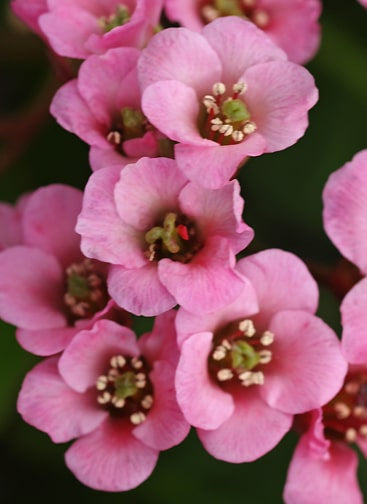 BERGENIA 'WINTERMÄRCHEN'