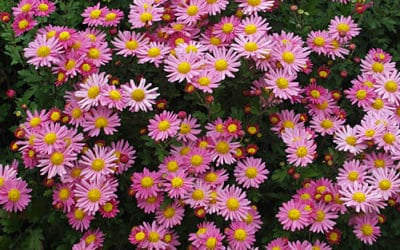 CHRYSANTHEMUM 'CARMINE BLUSH'