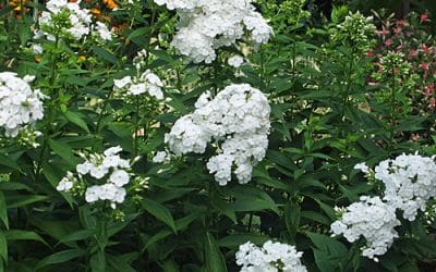 PHLOX PANICULATA 'DAVID'